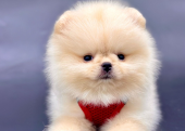 Pomeranian Boo